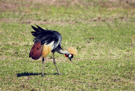 Grey Crowned Crane. The national bird of Uganda 7823933 Stock Photo at ...