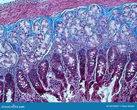 Histology Of Collagen Stock Photo - Image: 44133827