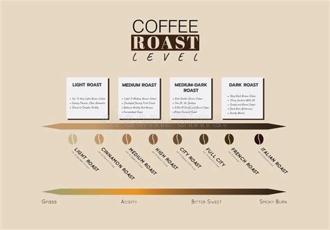 Level of Coffee Roast. Level of Coffee Acidity and Taste. Illustration Vector Graphic Stock ...