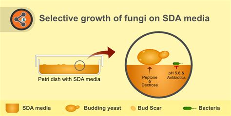 Agar Is an Important Component of Media Because