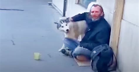 Sympathetic Husky Stops To Help Every Person Living On The Streets