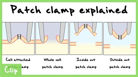 Patch Clamp Explained (Cell-Attached, Whole Cell, Inside Out, Outside Out Configurations) | Clip ...