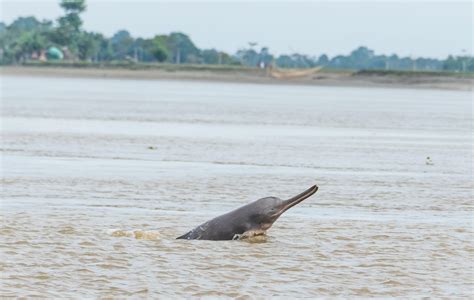 The Conservation Saga of the Ganges River Dolphin