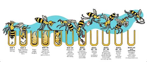 life of a bee | Bee life cycle, Honey bee life cycle, Bee keeping