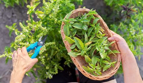 9 Tips for Pruning Basil so It Grows Back – Gardening Glow