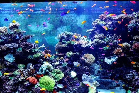 Free Images : water, underwater, coral reef, stones, habitat, fishes, organism, natural ...