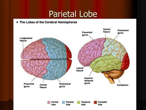 Get Parietal Lobe Function And Location Background | Anatomy of Diagram