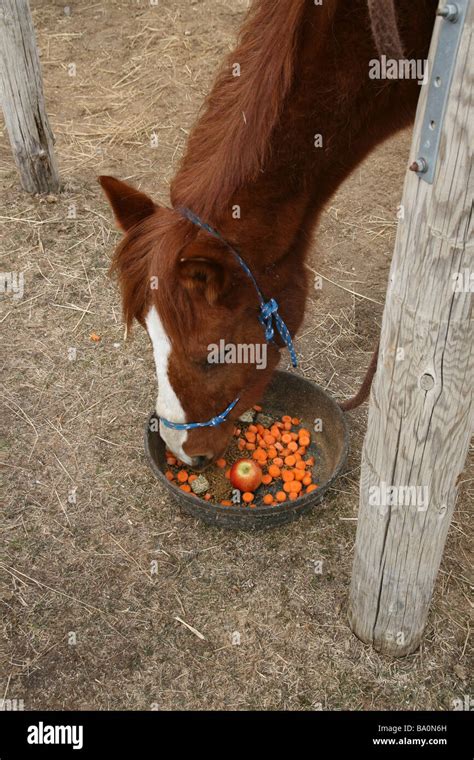 A horse eating carrots and apples Stock Photo - Alamy