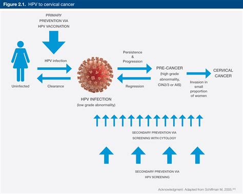 2. The rationale for primary HPV screening | Cancer Council