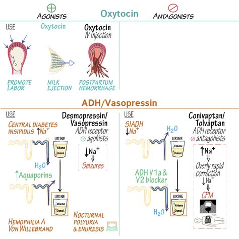 Clinical Pharmacology Glossary: Oxytocin & ADH/Vasopressin Pharmacology ...