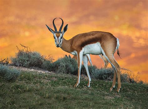 Springbok Animal