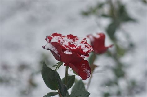 Snow and roses - PentaxForums.com