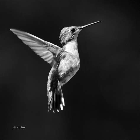 Hummingbird Wings Up Square Bw Photograph by Christina Rollo