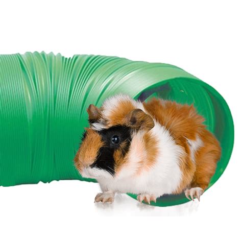 Guinea Pig Toys | Lowest everyday shop price | Petco Direct