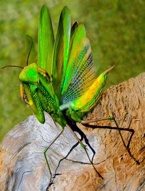 Bright green mantis in threat display