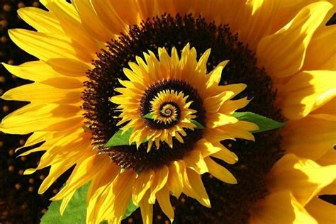 Amazing! | Beautiful flowers, Sunflower, Plants