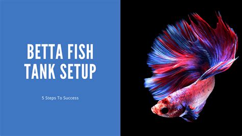 Betta Fish Tank Setup - 5 Steps To Success - AquariumStoreDepot