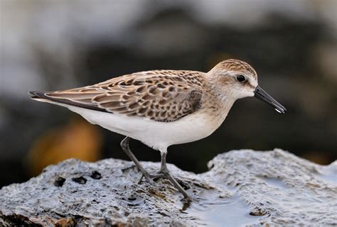 Semipalmated Sandpiper | Audubon Field Guide