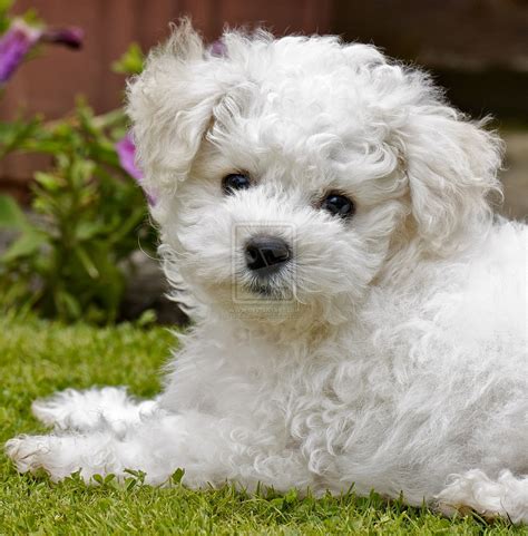 Rules of the Jungle: Bichon Frise puppies