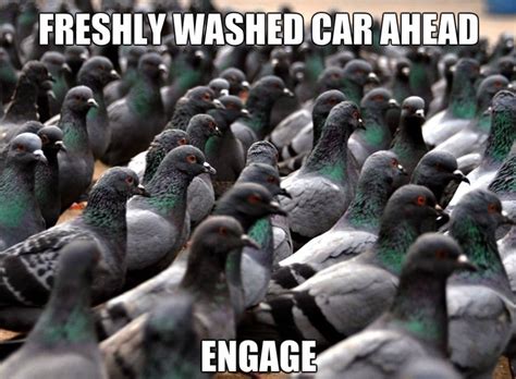 Meme - Pigeons - Viral Viral Videos