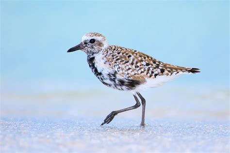 Black-bellied Plover | Audubon Field Guide