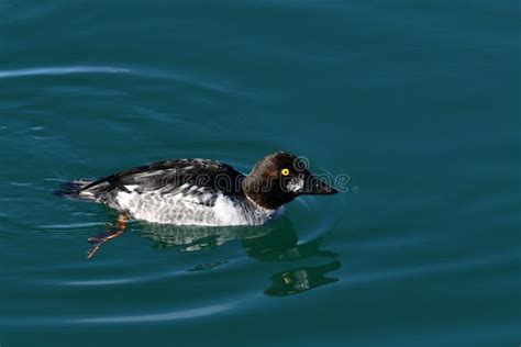 Close Up Female Common Goldeneye Duck Stock Image - Image of back ...