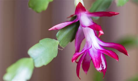 Landscape Spotlight: Christmas Cactus, ‘Schlumbergera bridgessii’