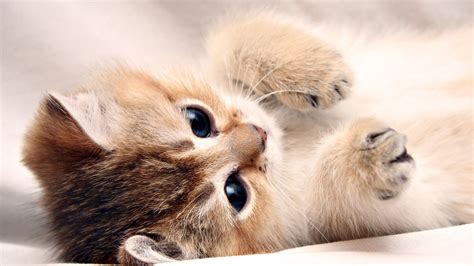 Free Cat Wallpaper and Screensavers - WallpaperSafari