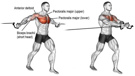 Chest day : The complete pectoralis workout guide (With images) | Chest workouts, Best chest ...