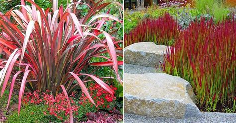 10 Stunning Red Ornamental Grasses | Balcony Garden Web