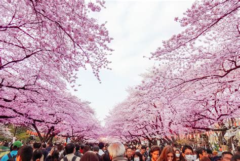 Japanese Cherry Blossom Season: Best Places to Visit | Oyster.com