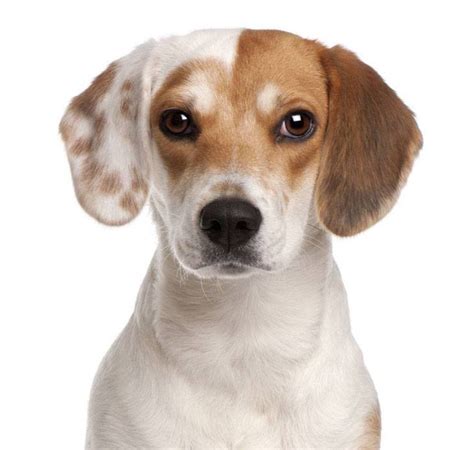 Unique Dog Names For A Girl Beagle - List With Meanings