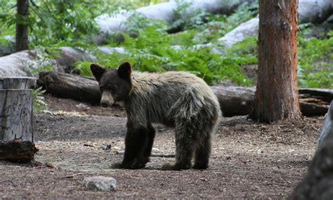 Bears - Yosemite National Park (U.S. National Park Service)