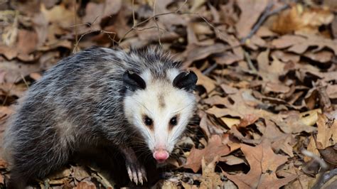 Safe and Humane Methods for Possum Removal