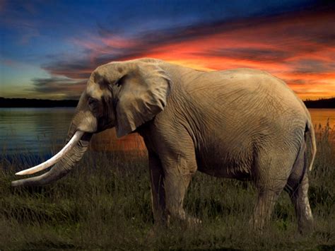 Free Images : wildlife, herd, mammal, fauna, savanna, arrangement ...