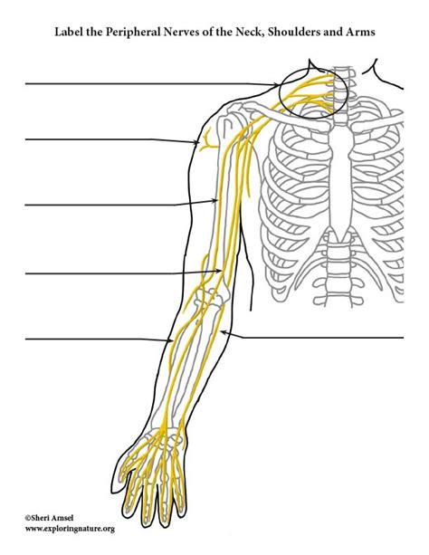 Upper Limb Diagram