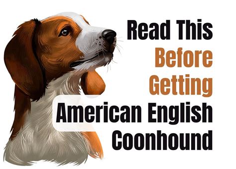 15 Things to Consider Before Buying an American English Coonhound Puppy