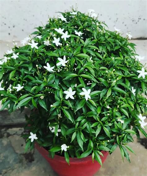 How to Grow Jai Jui Flower | Jasmine Auriculatum Care • India Gardening