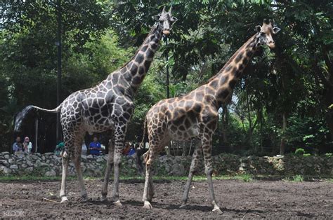 Melaka Zoo Night Safari Admission Ticket in Melaka, Malaysia