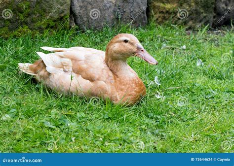 Buff Orpington Duck Lying Down on Grass. Stock Photo - Image of duck, brown: 73644624