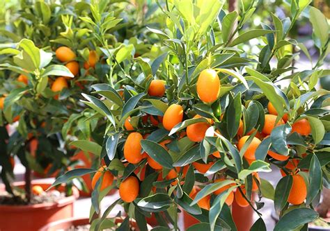 Kumquat Tree Guide: How to Grow & Care For Kumquat Trees