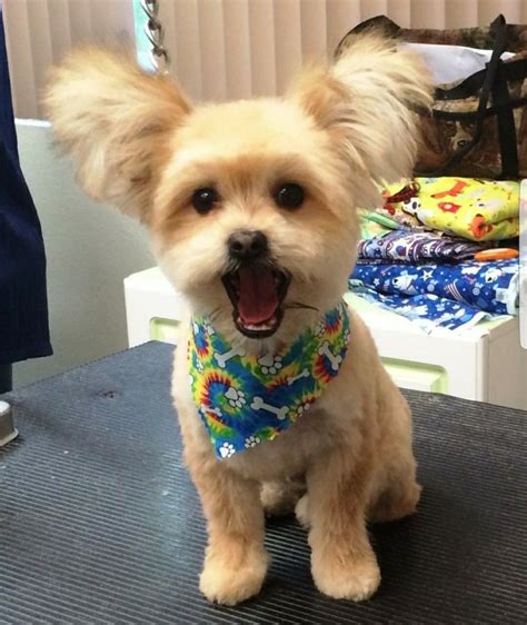 Pin by Sharon Evans on Pom-Pom | Morkie haircuts, Morkie, Haircut pictures