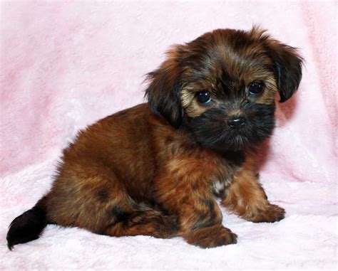 12 of the Best Small Dog Breeds | Petlife