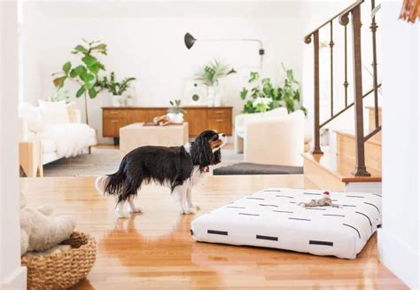 Dog Beds & Blankets | Luxury Dog Bedding | Dog Lovers Directory