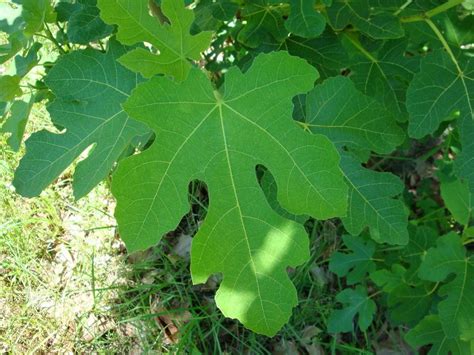 fig tree identification by leaf