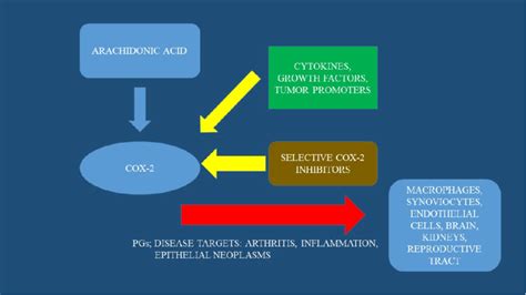 Mechanism of action of COX-2 inhibitors. | Download Scientific Diagram