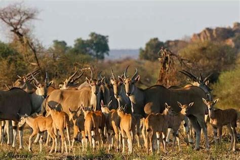 Eland herd - KNP | African wildlife, Animals, Habitats