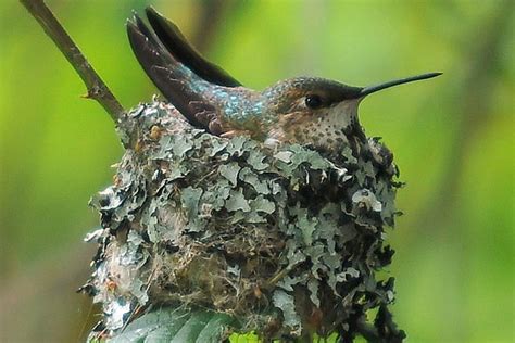 Which Nest Is Which? Identify Bird Nests With Ease! | Humming bird feeders, Baby hummingbirds ...