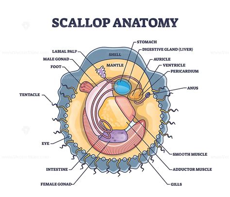 Scallop anatomy with marine bivalve mollusk inner structure outline diagram - VectorMine