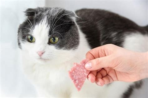 Can Cats Eat Salami? - All About Cats